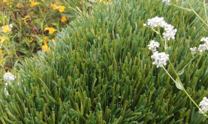 Double S-61 syntheticgrass Artificial Grass Vista California