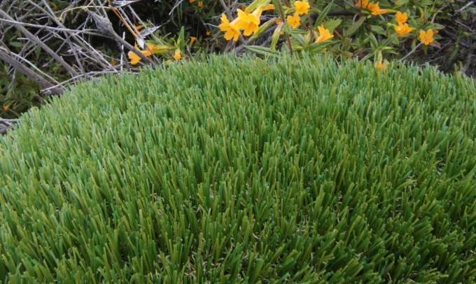 V Blade-64 syntheticgrass Artificial Grass Vista California