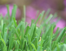 Outdoor Synthetic Grass