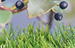 Artificial Grass Olive Series
